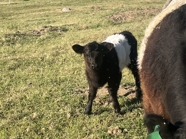A Belted Galloway calf with a green ear tag standing beside its mother, photographed in the pasture and texted in