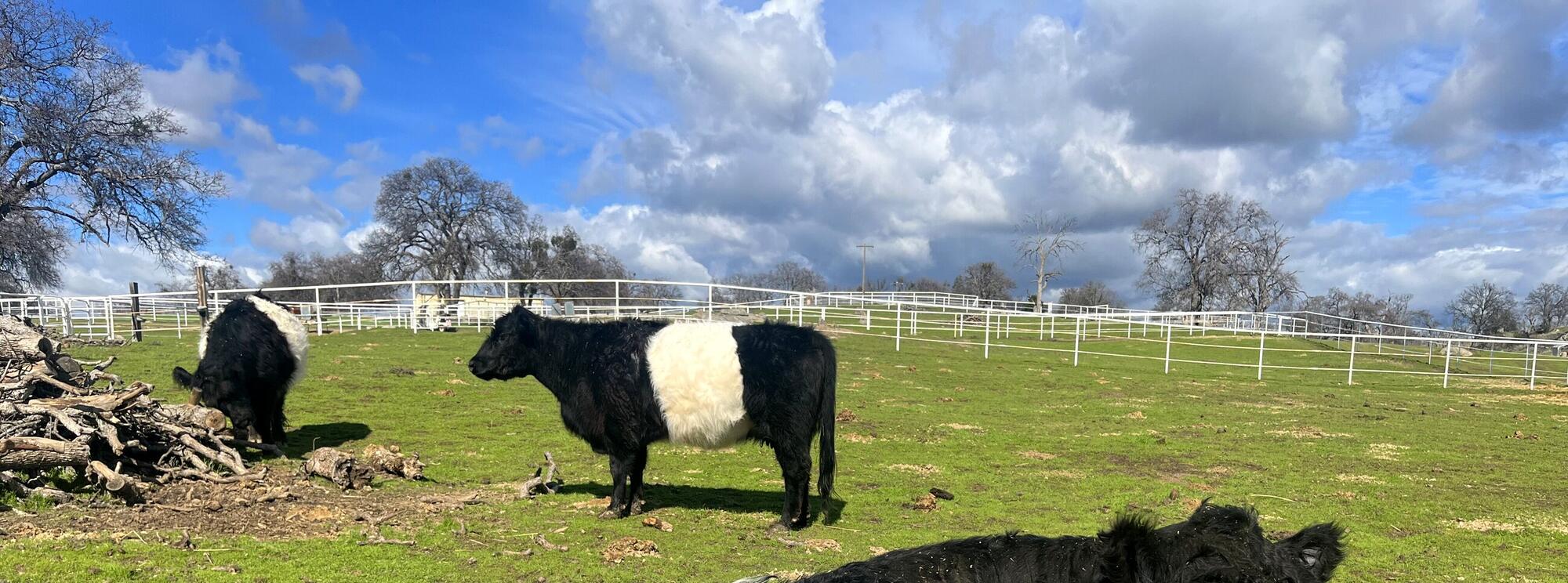 Belted Galloway cattle grazing on open pasture at Alexandria Dames' place