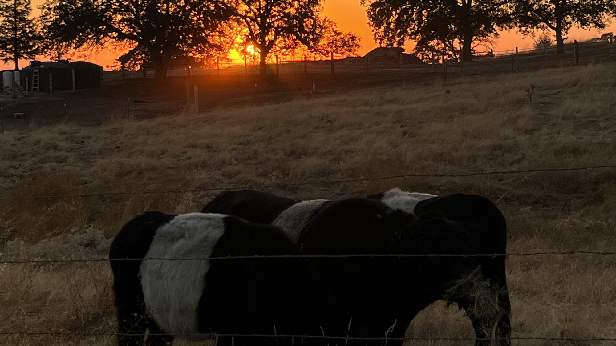 Belted Galloway cattle grazing at sundown, the sun setting through oaks behind them